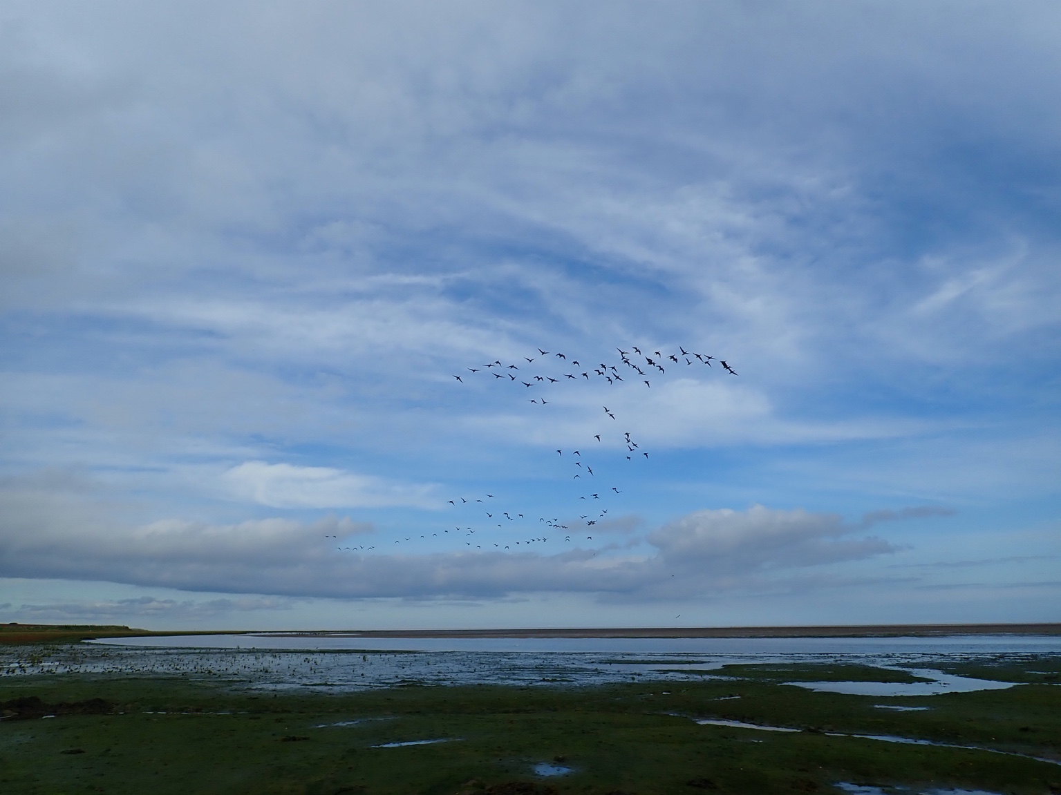 2024, JNCC, ProcBe, Observational Bird Behaviour Data Collection (WP3)