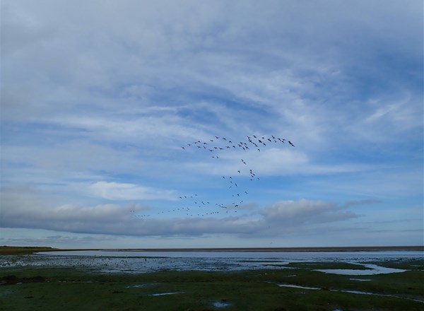 2024, JNCC, ProcBe, Observational Bird Behaviour Data Collection (WP3)